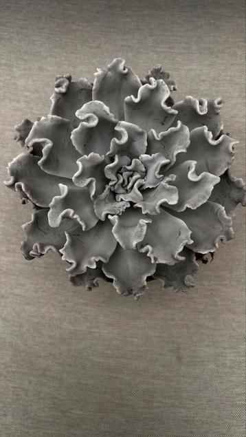 Echeveria Cripsy Beauty beschikbaar voor biedingen