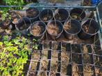 walnoot zaailingen, Tuin en Terras, Planten | Fruitbomen, Ophalen, Minder dan 100 cm, Walnotenboom, Zomer