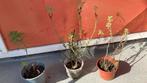Colakruid / citroenkruid, Tuin en Terras, Planten | Tuinplanten, Ophalen, Vaste plant, Halfschaduw, Kruiden
