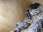 Chinese Dwergkwartels, Dieren en Toebehoren, Vogels | Overige Vogels, Meerdere dieren