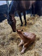 Mooie fokmerrie te koop ️, Dieren en Toebehoren, Paarden, Merrie, Met stamboom, Springpaard, M
