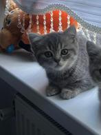 Britse korthaar kitten, Poes, Ontwormd