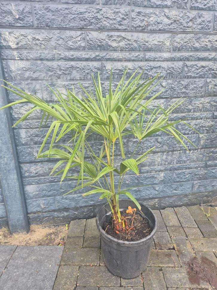 Palmbomen Fortunei - Winterharde topper!, Tuin en Terras, Planten | Tuinplanten, Ophalen of Verzenden