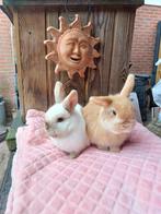 Te koop 2 mooie kleine konijntjes (voedsters)., Dieren en Toebehoren, Konijnen, Meerdere dieren