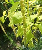 Amaranthus ' Green Cascade' zaden, Tuin en Terras, Planten | Tuinplanten, Ophalen of Verzenden, Overige soorten, Volle zon