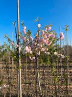 Prunus triloba. Halstam €17.50 in oktober, Ophalen of Verzenden, Volle zon, Overige soorten, 100 tot 250 cm