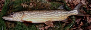 Set G1 & Set G2 van elk 2 Baars - Snoekspinners met streamer beschikbaar voor biedingen