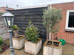 Palm, Oleander en Olijfboompjes in houten bakken, Tuin en Terras, Ophalen, Gebruikt, Hout, Overige typen