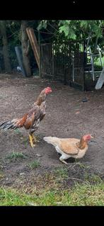 Aseel x Ganoi koppel, Dieren en Toebehoren, Pluimvee, Meerdere dieren, Kip
