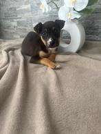 Chihuahua, Dieren en Toebehoren, Rabiës (hondsdolheid), Reu, 8 tot 15 weken, Eén hond