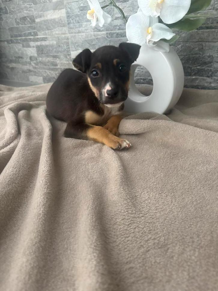 Chihuahua, Dieren en Toebehoren, Honden | Jack Russells en Terriërs, Reu, Particulier, Eén hond, Nederland, 8 tot 15 weken, CDV (hondenziekte)