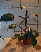 Philodendron Pink Princess, Ophalen of Verzenden, Halfschaduw, Minder dan 100 cm