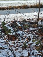 Brandhout, in stammetjes. Gemengd: o.a. beuk, eik, berk etc., Tuin en Terras, 6 m³ of meer, Ophalen, Overige houtsoorten, Stammen