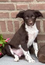Prachtige BORDER COLLIE x FRIESE STABIJ pups, Dieren en Toebehoren, Honden | Niet-rashonden, Nederland, CDV (hondenziekte), 8 tot 15 weken