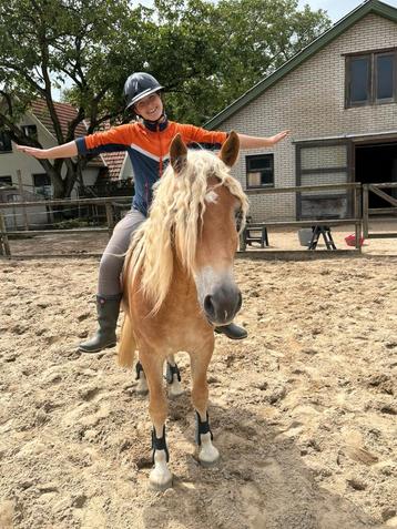 Veelzijdige haflinger ruin. beschikbaar voor biedingen
