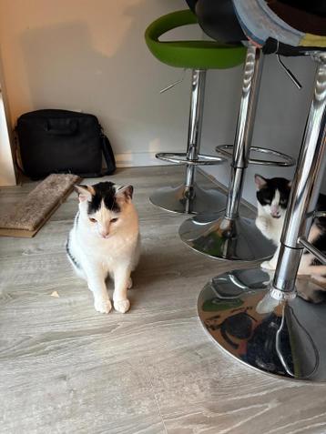 Gratis: 2 lieve katten (1 kater en 1 poes, moeder en zoon)