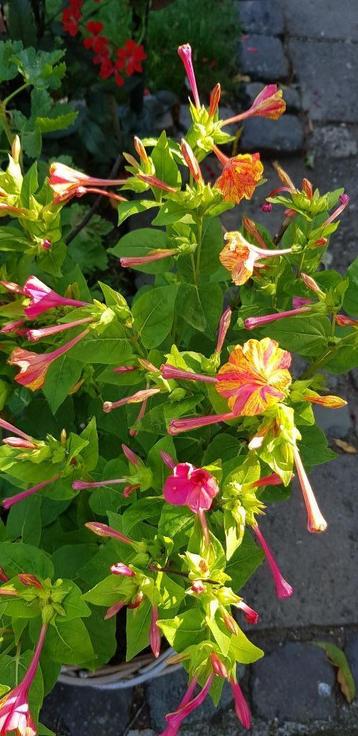 20 zaden Mirabilis Jalapa gemarmerd geel/roze beschikbaar voor biedingen