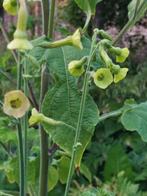 zaden Nicotiana langsdorfii  Lime, Verzenden, Voorjaar, Halfschaduw, Zaad