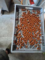 20mm boilies Freezers of readys, Watersport en Boten, Hengelsport | Karpervissen, Ophalen, Nieuw, Molen
