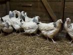 Sussex kippen., Dieren en Toebehoren, Pluimvee, Kip, Vrouwelijk