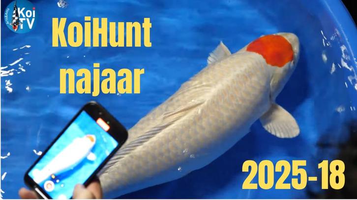 Japanse koi tancho, Dieren en Toebehoren, Vissen | Vijvervissen, Karper of Koi