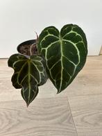 Anthurium crystalinum, Huis en Inrichting, Kamerplanten, Ophalen of Verzenden, Overige soorten, Minder dan 100 cm