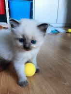 Kittens Ragdoll koop, Dieren en Toebehoren, Katten en Kittens | Raskatten | Langhaar, Meerdere dieren, Ontwormd, 0 tot 2 jaar
