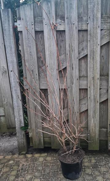 Weigela Bristol Ruby en Weigela rosea 140/160cm beschikbaar voor biedingen