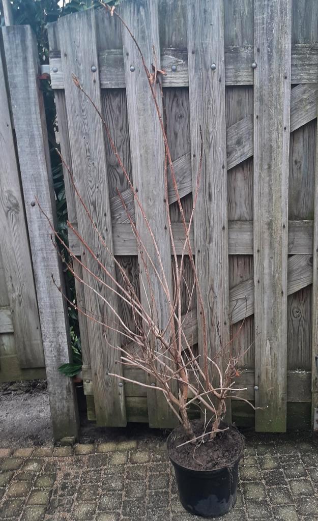 Weigela Bristol Ruby en Weigela rosea 140/160cm, Tuin en Terras, Planten | Struiken en Hagen, Struik, Overige soorten, Minder dan 100 cm