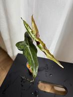 Alocasia Nobilis pink variegata, Huis en Inrichting, Kamerplanten, Ophalen of Verzenden, Halfschaduw, Minder dan 100 cm