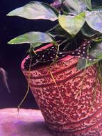 Polka dot ancistrus, Vis, Zoetwatervis, Schoolvis