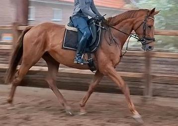 Brave 8 jr allrounder 1,70(recreatie-manege-sport) beschikbaar voor biedingen