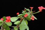 Dwerg christusdoorn - Klein blad, Vetplant, Minder dan 100 cm, Bloeiende kamerplant, Halfschaduw