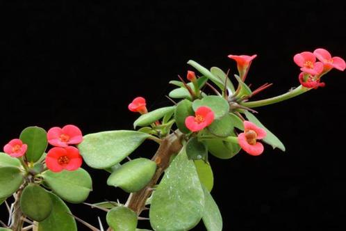 Dwerg christusdoorn - Klein blad, Huis en Inrichting, Kamerplanten, Vetplant, Minder dan 100 cm, Bloeiende kamerplant, Halfschaduw