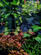 Ludwigia sp. mini super red, Ophalen of Verzenden, Nieuw, Plant(en), Steen of Hout