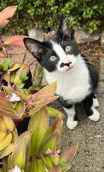 Kittens ras Savannahf3/europese korthaar, Dieren en Toebehoren, Katten en Kittens | Raskatten | Korthaar, Meerdere dieren, Ontwormd