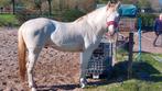 Ter dekking perlino appaloosa hengst 1.57, Hengst