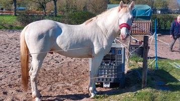 Ter dekking perlino appaloosa hengst 1.57 beschikbaar voor biedingen