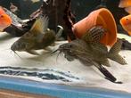 Synodontis Eupterus, vis, Dieren en Toebehoren, Vissen | Aquariumvissen, Vis