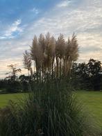 Pampasgras pluimen, Ophalen