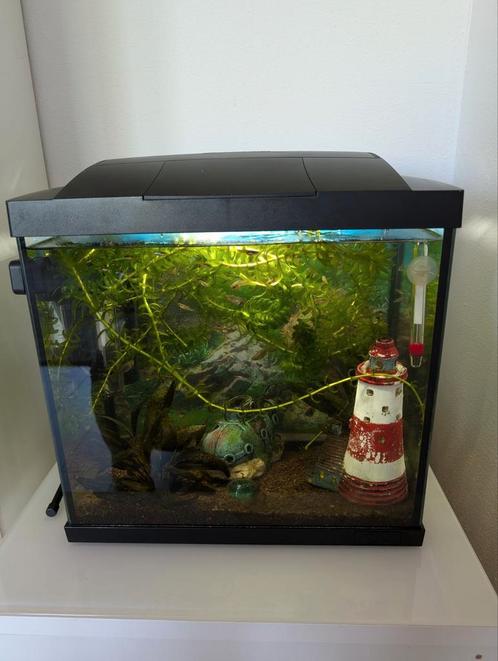 Aquarium met guppen en toebehoren 30x30x20, Dieren en Toebehoren, Vissen | Aquaria en Toebehoren, Zo goed als nieuw, Gevuld zoetwateraquarium