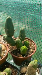 penis cactussen, Dieren en Toebehoren, Parkiet