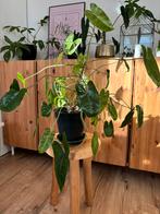 Philodendron Burle Marx, Huis en Inrichting, Kamerplanten, Ophalen, Overige soorten, Minder dan 100 cm