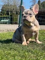 Franse bulldog pups, Dieren en Toebehoren, Honden | Bulldogs, Pinschers en Molossers, Rabiës (hondsdolheid), 15 weken tot 1 jaar