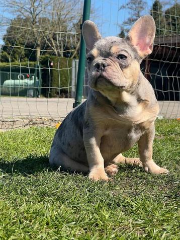 Franse bulldog pups beschikbaar voor biedingen