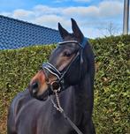 5 jarige Livius x Uphill merrie, Merrie, Met stamboom, Dressuurpaard, L