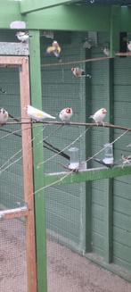 distelvinken, Geslacht onbekend, Wildzangvogel, Geringd