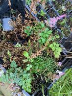 planten, roze pluimspirea, Tuin en Terras, Ophalen, Overige soorten, Volle zon