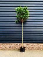 Robinia pseudoacacia 'Umbraculifera' (bol Acacia)🌳, Ophalen, Volle zon, Overige soorten