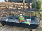 GRATIS Cavia-/konijnenkooi, Hok, Cavia, Ophalen, Minder dan 60 cm